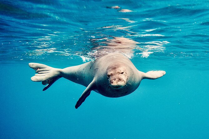 Dolphin Watching and Snorkeling on the West Coast of Oahu - Snorkeling for beginners: easy entry, safety first