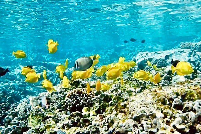 Dolphin Watching and Snorkeling on the West Coast of Oahu - Price check: what $156.02 really covers