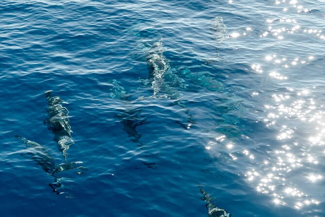 Exclusive Waikiki Yacht Snorkel with Lunch and Bevs - FAQ