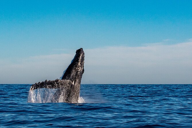 Explore Turtle Canyons Waikiki Snorkel and Sail Adventure - When Sailing Becomes the Plan B (and Why That’s Not a Failure)