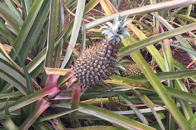 Family-Friendly Private Circle Island Tour of Oahu - Waimea Bay to Turtle Bay: surf, sea turtles, and photo pull-offs