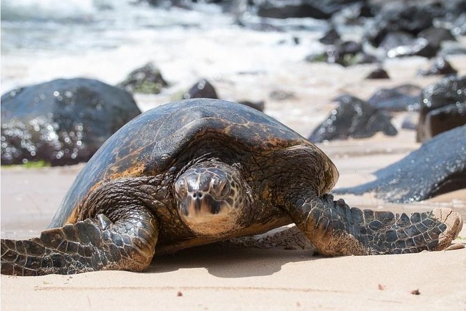 Family-Friendly Private Circle Island Tour of Oahu - Haleiwa town stops and where shopping fits