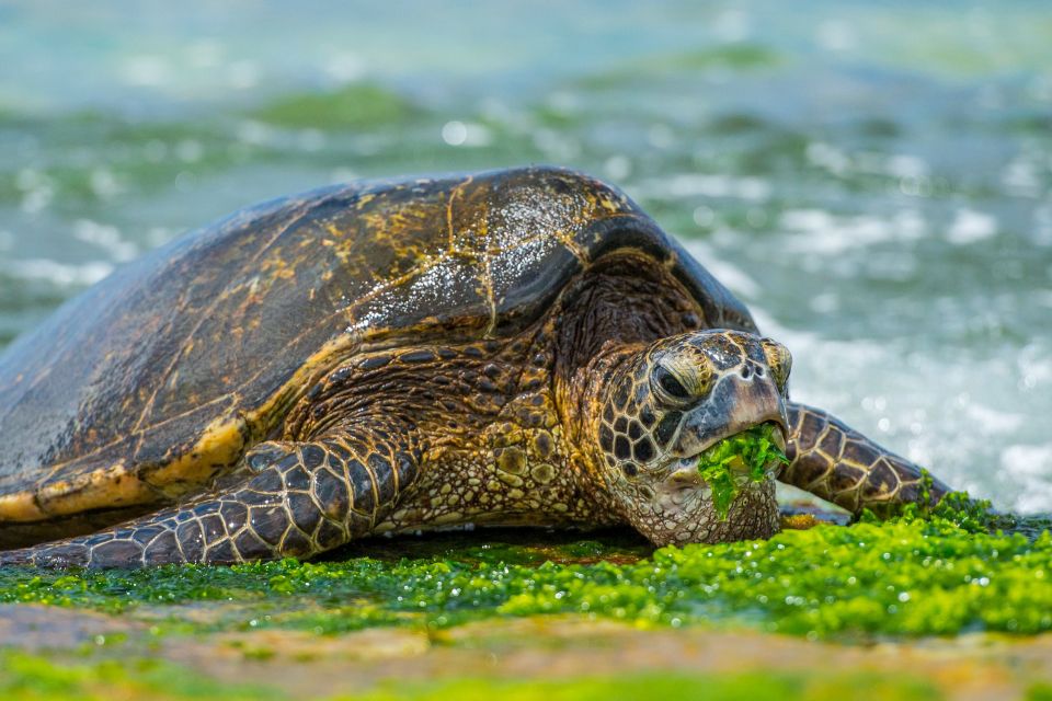 First Day Must 10-Hour Sunrise & Full Island Photo Tour - Food, Water, and the Real-Life $170 Question