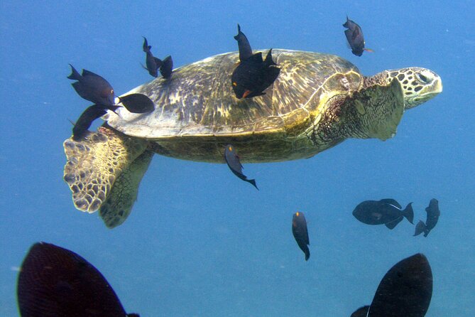 First Time Introductory Scuba Dive - Small-Group Comfort: Why 1–4 People Makes a Difference