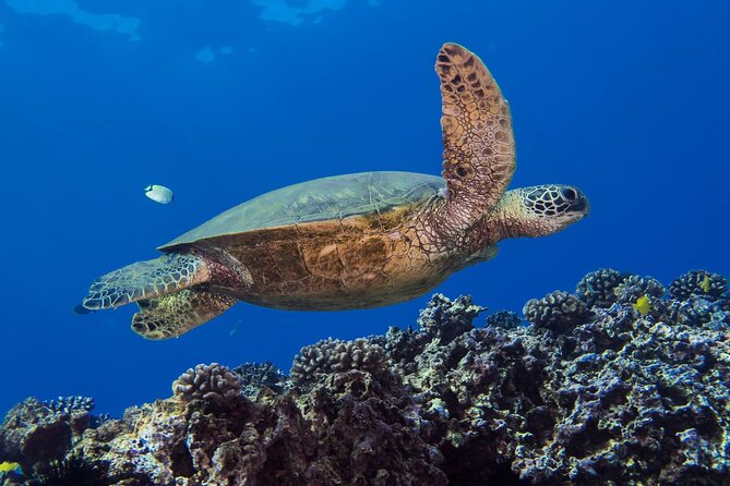 First Time Introductory Scuba Dive - Medical Waiver and Health Check: The Non-Negotiable Step