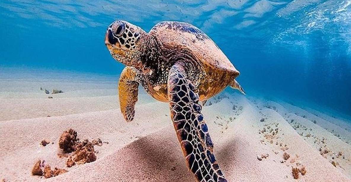 From Waikiki: Oahu Grand Circle Island Experience - Laniakea Turtle Beach: Sea Turtle Etiquette That Actually Matters