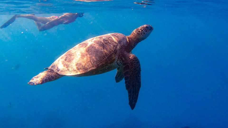 From Waikiki: Turtle Canyon Snorkeling Tour - Turtle Canyon from Waikiki: what you’re really buying