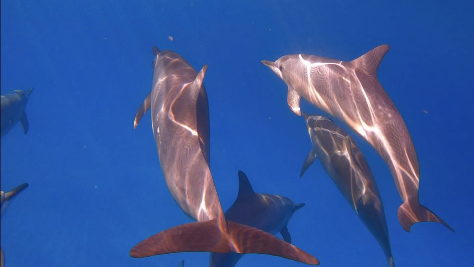 From Waikiki: Turtle Canyon Snorkeling Tour - Price and value: is $77 a fair deal?