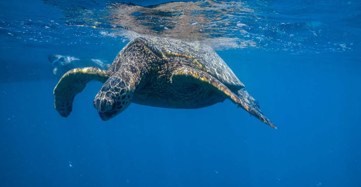 From Waikiki: Turtle Canyon Snorkeling Tour - The two 15-minute cruises: what happens while you’re still dry