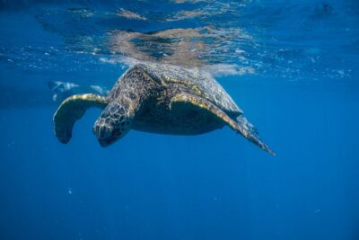 From Waikiki: Turtle Canyon Snorkeling Tour - Meeting Island Splash Tours: show up early and you’ll be chill