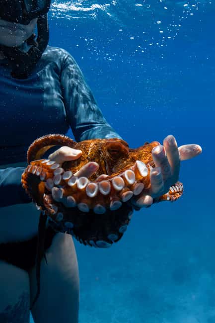 From Waikiki: Turtle Canyon Snorkeling Tour - In-water snorkeling at Turtle Canyon: how the experience stays intimate