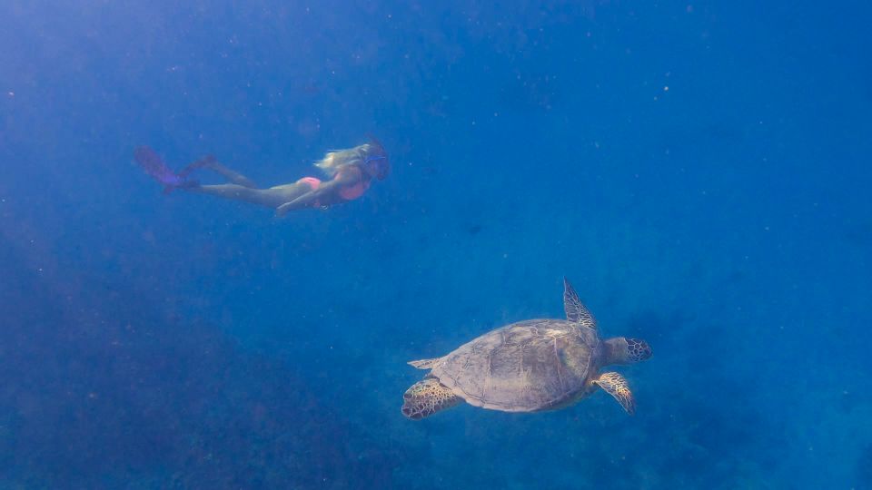 From Waikiki: Turtle Canyon Snorkeling Tour - Gear, drinks, and the small things that make a big difference