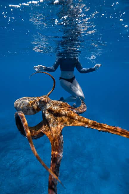 From Waikiki: Turtle Canyon Snorkeling Tour - Who should book this Turtle Canyon snorkel (and who should skip it)