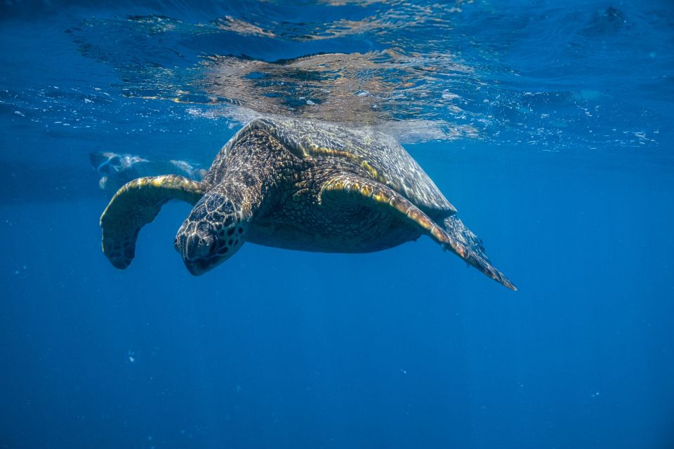 From Waikiki: Turtle Canyon Snorkeling Tour - Meeting Island Splash Tours: show up early and you’ll be chill