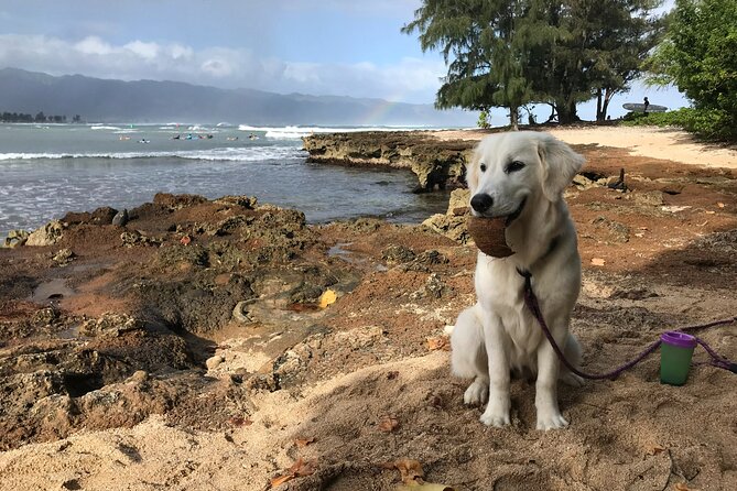 Group Surf Lessons for beginners on the North Shore of Oahu - Who this lesson fits best (and who should think twice)