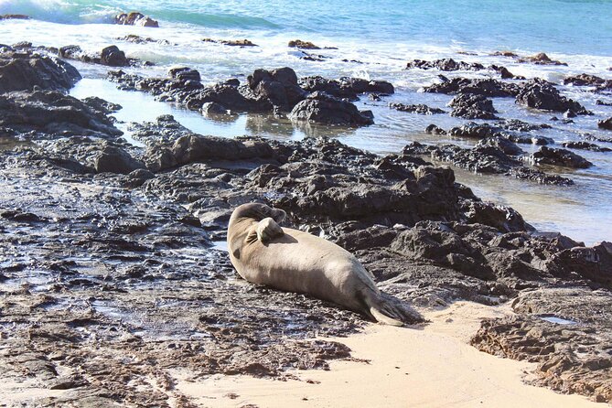 Guided Kayak Tour to Kailua’s Twin Islands - Return paddle (Stop 5) and the option to add Popoia Island