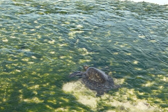 Half Day Deluxe Island Movie Tour: LOST, Jurassic, Pirates - Turtle Bay Lunch: Fine Dining on the North Shore