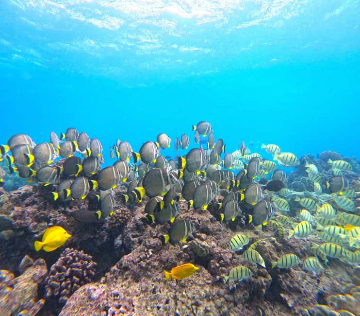 Hanauma Bay Guided Snorkel Tour with guaranteed entrance - Turtle Search and Fish Spotting: What the Hour Feels Like