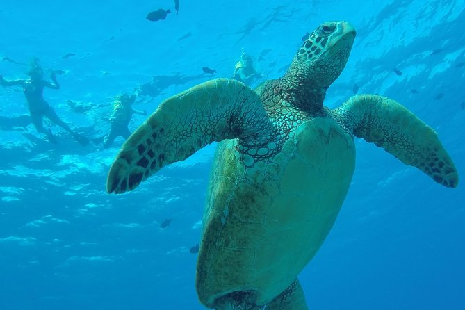 Hanauma Bay Guided Snorkel Tour (with guaranteed entrance time) - Guaranteed Hanauma Bay Entrance: Why the skip-the-line matters