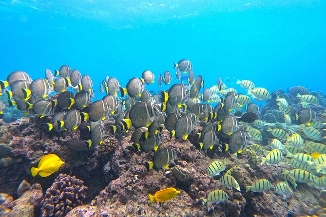 Hanauma Bay Guided Snorkel Tour (with guaranteed entrance time) - Hanauma Bay Nature Preserve: marine life, turtle chances, and realistic expectations