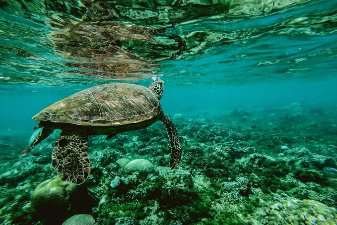Hanauma Bay Snorkel - Hotel Pickup to Hanauma Bay: The Easy Start