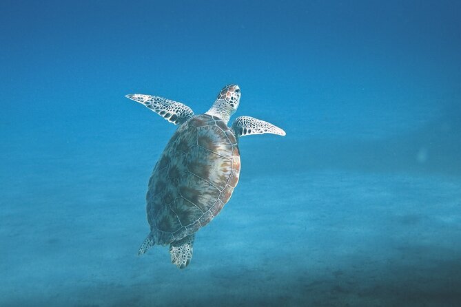 Hanauma Bay Snorkel - Beach Time and the 4-Hour Pace: How to Use Every Minute