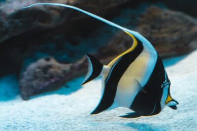 Hanauma Bay Snorkel - Entering the Preserve: The Video + the Real Cost