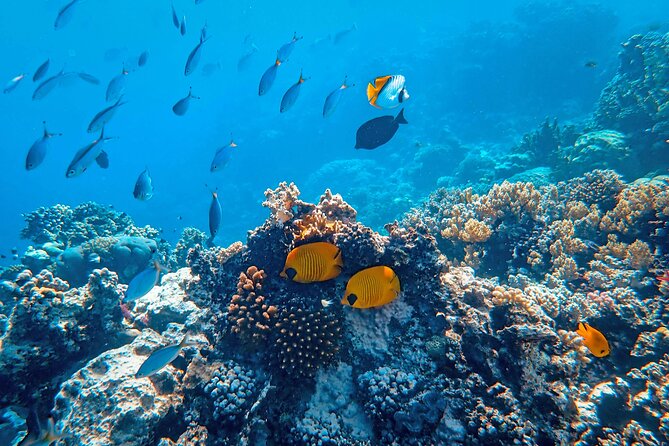 Hanauma Bay Snorkel - Should You Book This Hanauma Bay Snorkel Tour?