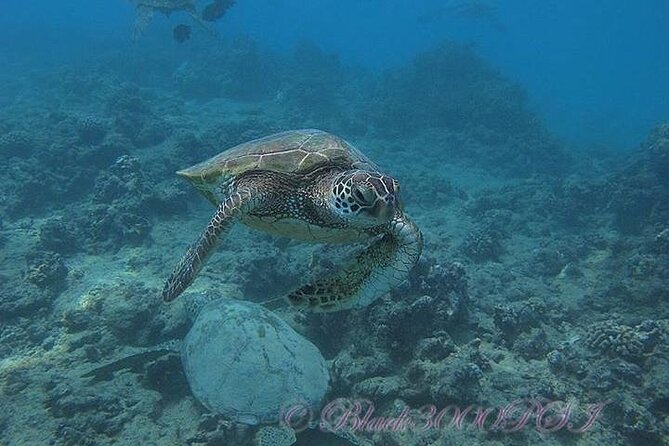 Hawaii DISCOVER Beginner + Certified 2 Tank Shallow Scuba Diving - From Waikiki Dive Center to the Boat: Your First 30–60 Minutes