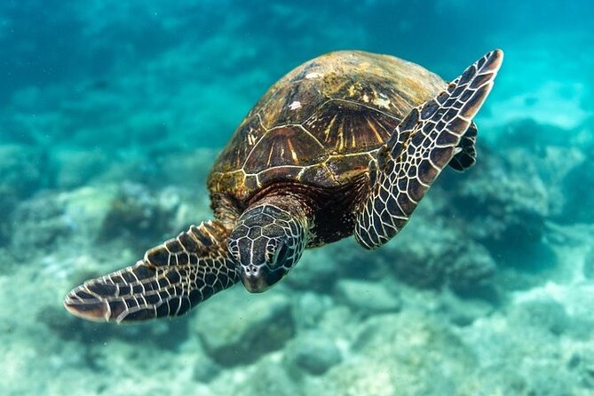 Hawaii DISCOVER Beginner + Certified 2 Tank Shallow Scuba Diving - Marine Life You’ll Want Your Eyes On
