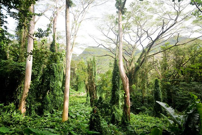 Hawaiian Waterfall Hike - Rainforest Reality Check: Poncho Weather and Mosquitoes