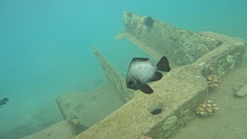 Honolulu: Beginner Scuba Diving Tour With Free Videos - Key points to know before you go