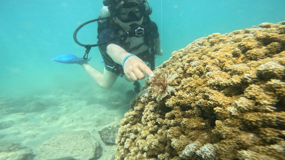 Honolulu: Beginner Scuba Diving Tour With Free Videos - What Happens Before You Go Under: Safety Briefing and Gear Fit