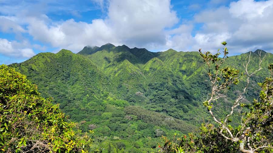 Honolulu: Hawaiian Volcanic Rainforest Hike - Key highlights worth your attention