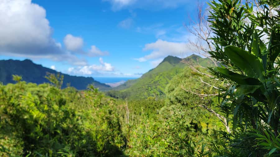 Honolulu: Hawaiian Volcanic Rainforest Hike - Why this Ko‘olau rainforest hike feels more “Hawaiian” than sightseeing