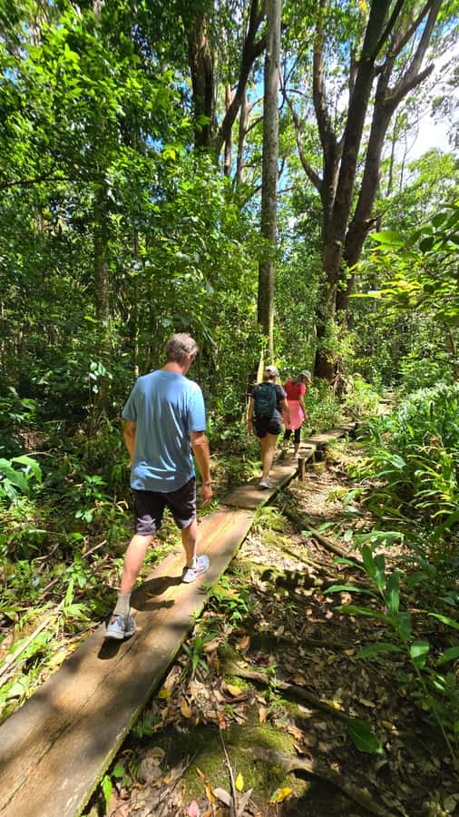 Honolulu: Hawaiian Volcanic Rainforest Hike - What’s provided (and what you still need to bring)