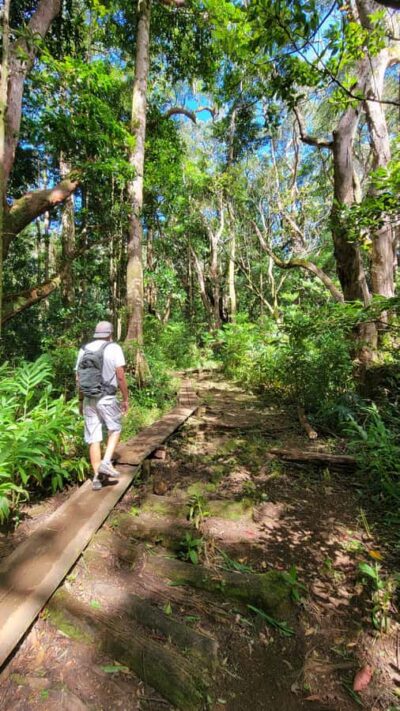 Honolulu: Hawaiian Volcanic Rainforest Hike - Getting to the trail: included pickup and a tight 3-hour window