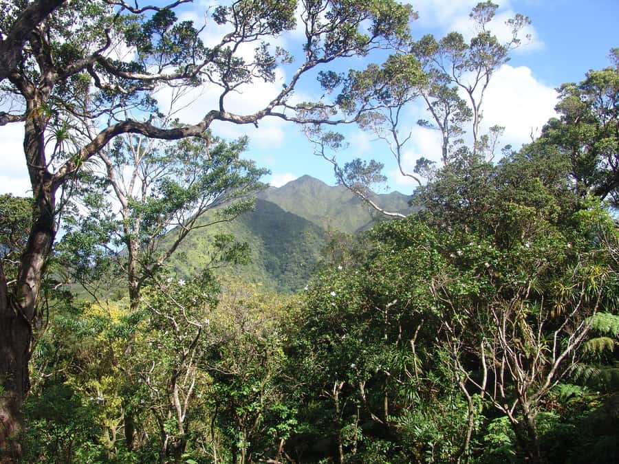 Honolulu: Hawaiian Volcanic Rainforest Hike - The 600-foot climb: moderate effort with real humidity