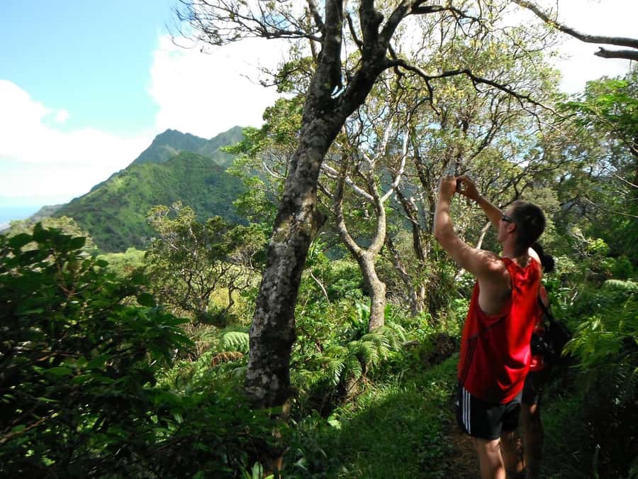 Honolulu: Hawaiian Volcanic Rainforest Hike - Inside the native forest: rare and endemic plants, plus a different kind of attention
