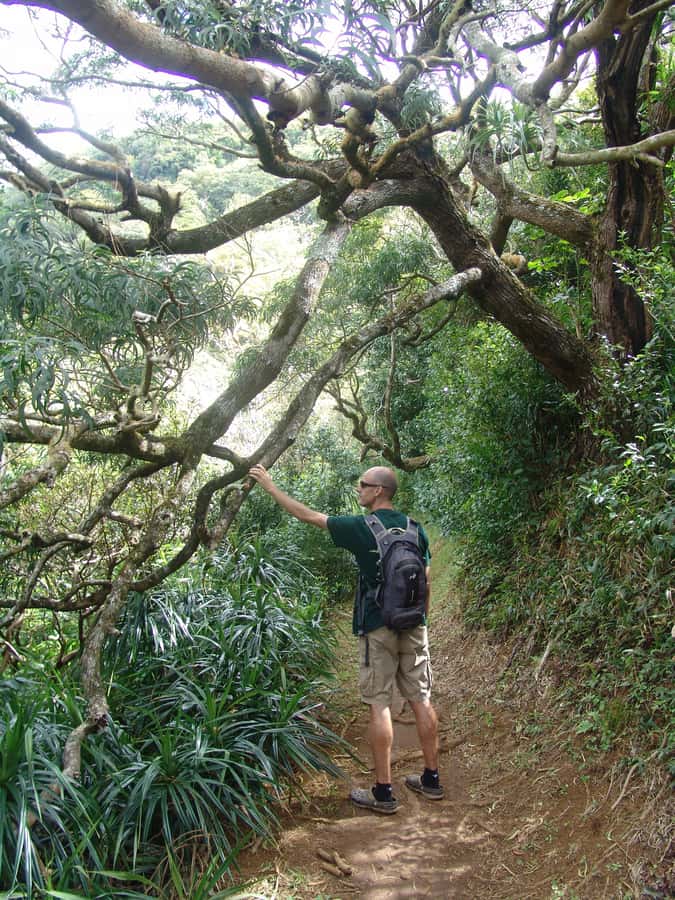 Honolulu: Hawaiian Volcanic Rainforest Hike - Overlooks tied to O‘ahu’s high points: Konahuanui and Mt. Ka‘ala