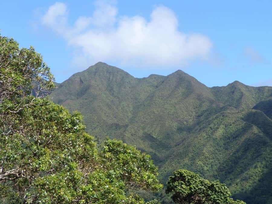 Honolulu: Hawaiian Volcanic Rainforest Hike - Your guide makes the difference: Terry and Malki’s on-the-ground explanations