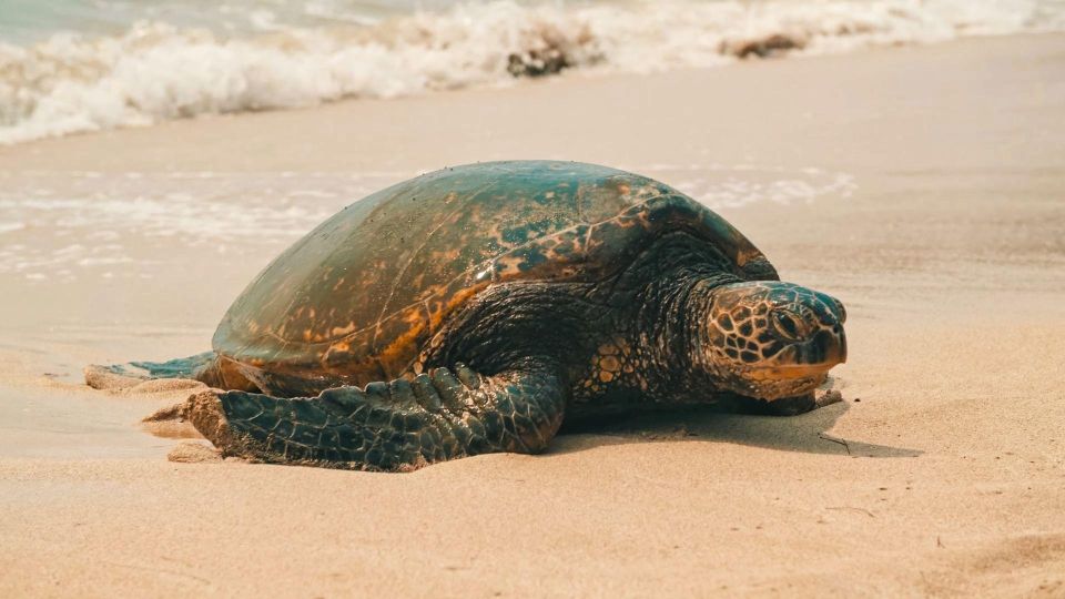 Honolulu: Highlights of Oahu Small Group Tour - Hanauma Bay and the south coast: classic Oahu meets careful viewing