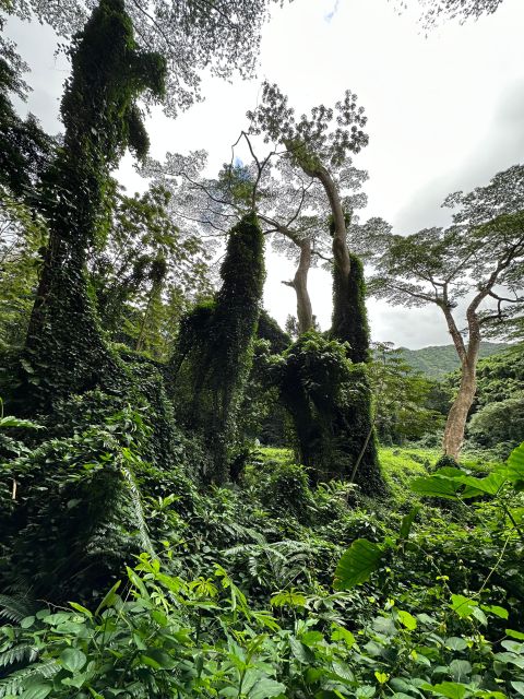 Honolulu: Highlights of Oahu Small Group Tour - Kualoa and the “Pacific myth to pop culture” road
