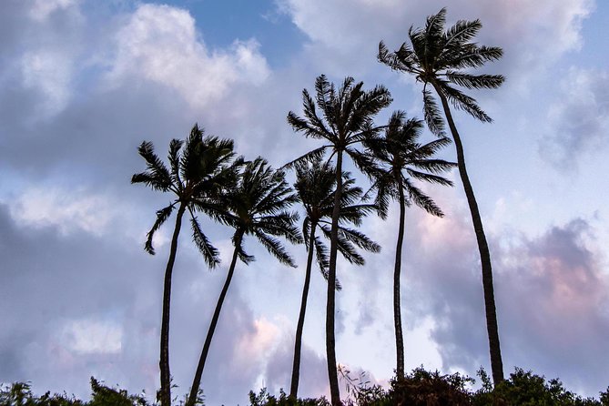 Honolulu Sea-Cliff with Sunset Photo Adventure - Stop 4: Koko Crater Botanical Garden for Texture and Color
