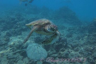 Incredibly Fun Coral Reef Giant Sea Turtles 4hour Boat Scuba Tour - The real star: giant sea turtles and reef wildlife