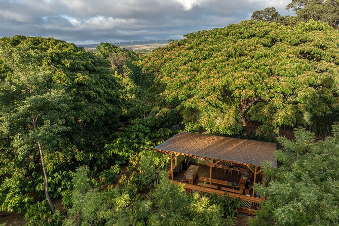 Kamananui Cacao Orchard Tour - Should You Book This Oahu Cacao Orchard Tour?