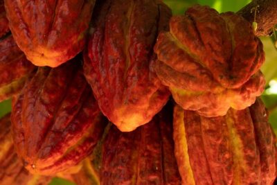 Kamananui Cacao Orchard Tour - Chocolate Samples, Cacao Tea, and the Flavor Story You Can Take Home