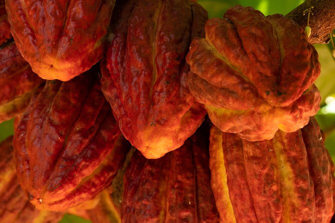 Kamananui Cacao Orchard Tour - Chocolate Samples, Cacao Tea, and the Flavor Story You Can Take Home