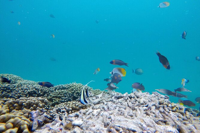Kaneohe Sandbar Snorkeling Tour - 1st Tour - Snorkeling for turtles: how the reef-edge plan works and what can go sideways