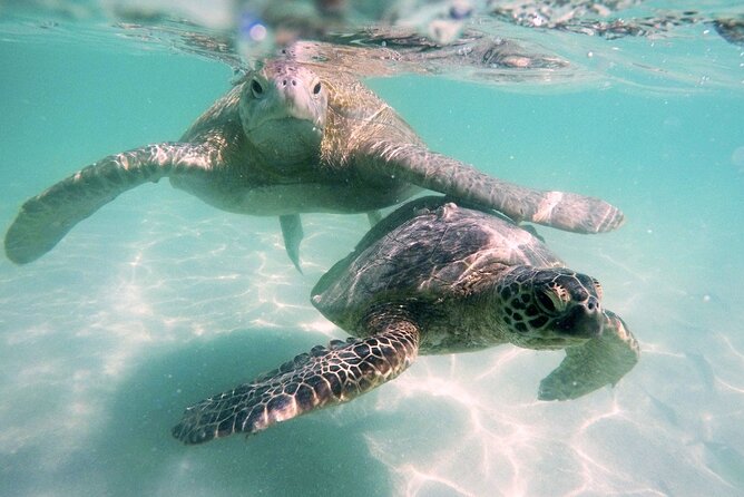 Kaneohe Sandbar Snorkeling Tour - 1st Tour - Crew care and turtle odds: the human touch that drives the rating